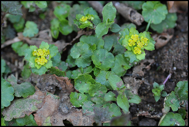 Chrysosplenium alternifolium (4)