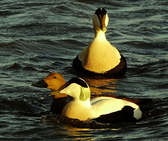 Two Males and Female Eider