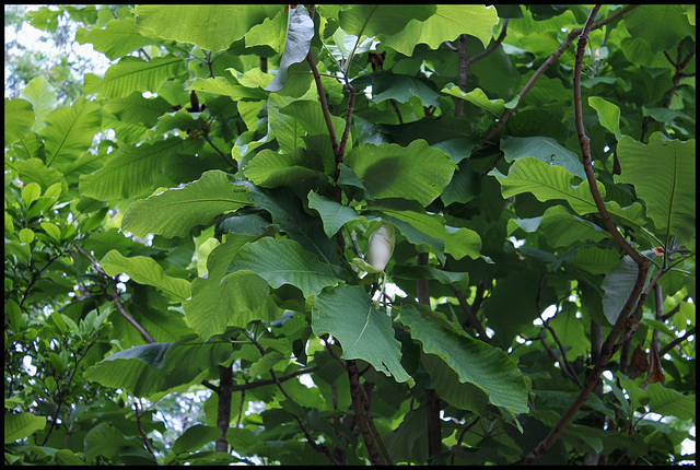 Magnolia macrophylla (8)