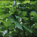 Magnolia macrophylla (8)