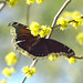 Mourning Cloak