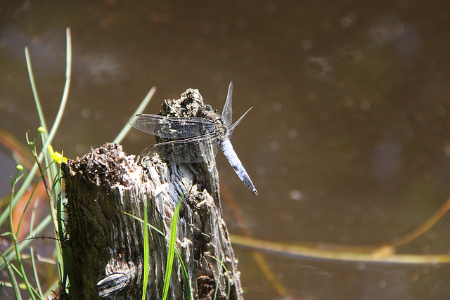 Dragonfly at rest