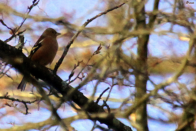 Pinson des arbres