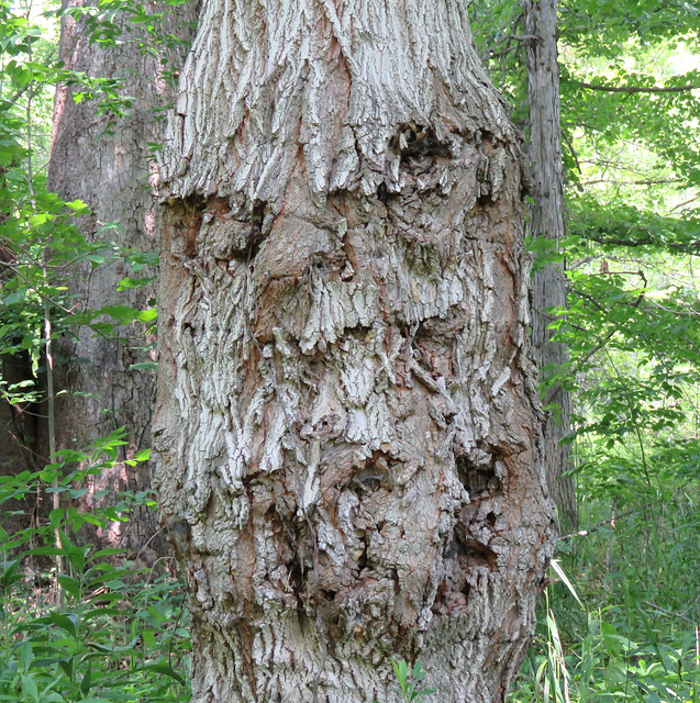 The grumpy old trunk.