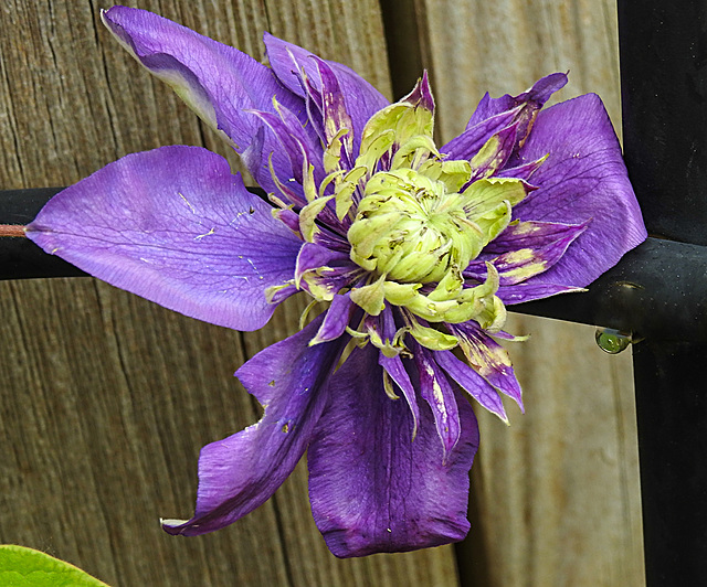 20210612 0824CPw [D~LIP] Waldrebe (Clematis 'Taiga'), Bad Salzuflen