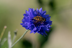 Hoverfly on Cornflower