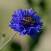 Hoverfly on Cornflower