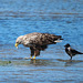 Seeadler