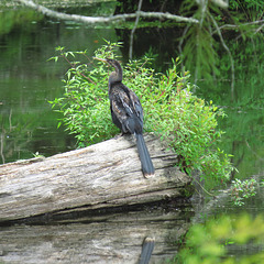 A different Anhinga