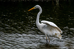 Great white egret