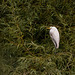 Great white egret, sadly a victim of bird flu.