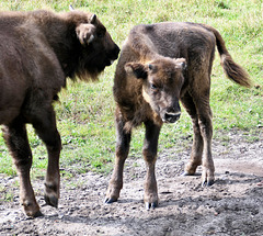 Junger Wisent