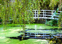 Japanese Bridge + Reflection