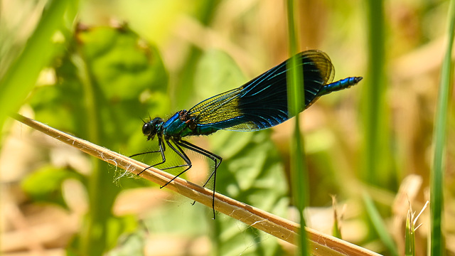 Blauflügel-Prachtlibelle Blauflügel-Prachtlibelle