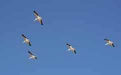Tule Lake National Wildlife Refuge pelicans (0980)