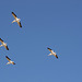 Tule Lake National Wildlife Refuge pelicans (0980)