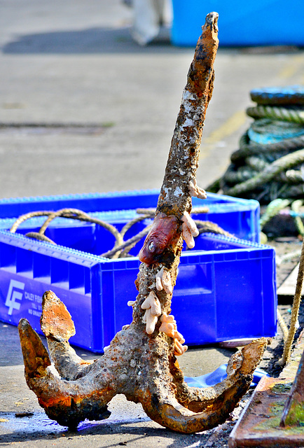 Anchor on N.Shields Fishquay. Probably caught up in nets.