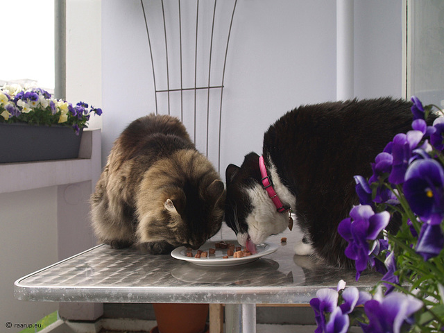 Supper on the balcony