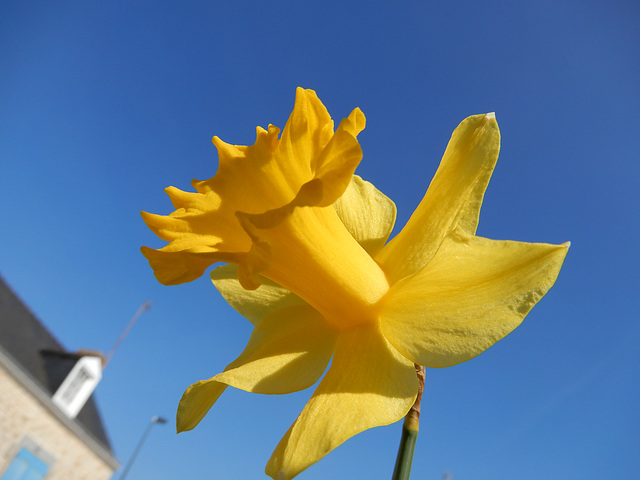 la vie en bleu et jaune