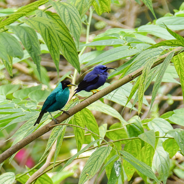 Green honeycreeper and Purple honeycreeper