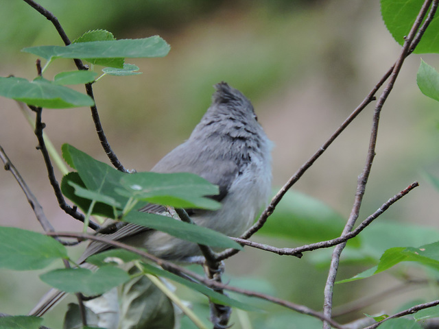 Tufted Titmouse