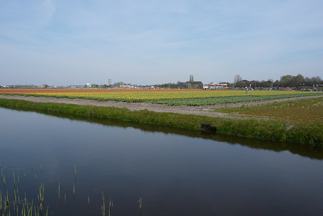 Bulb Fields Near Keukenhof