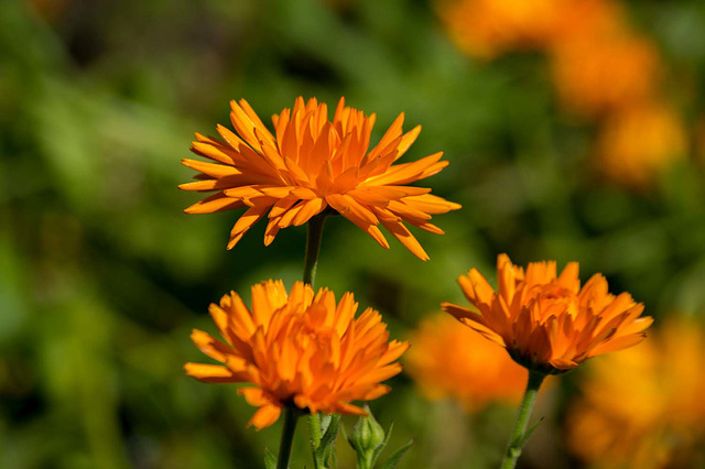 Chester zoo gardens (6)
