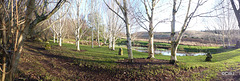 Winter morning sunshine by the pond