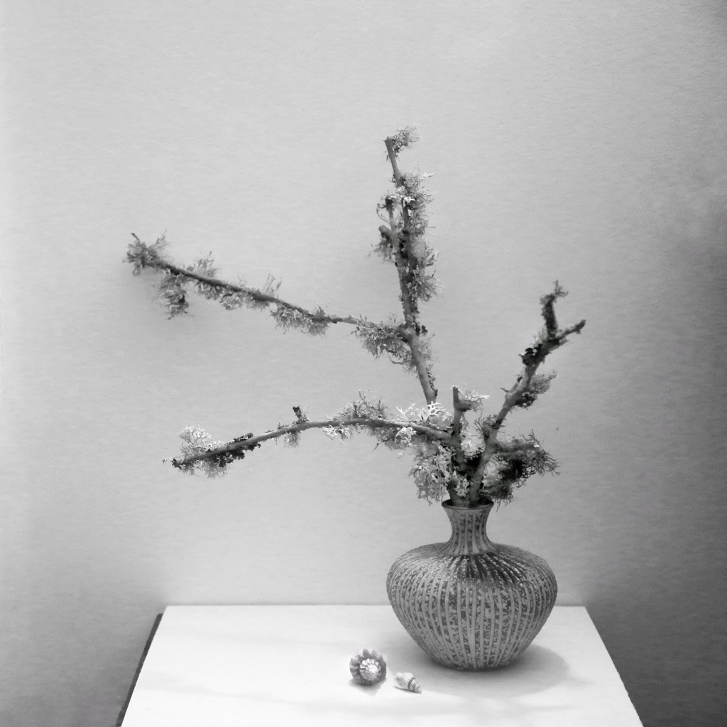 shells & lichen 1