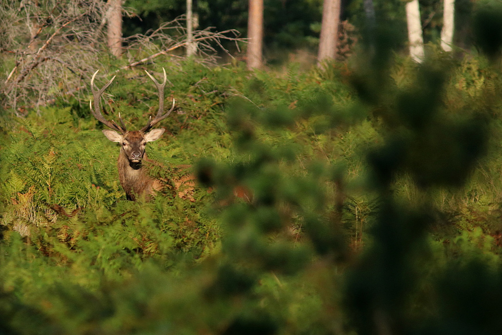 cerf dix cors
