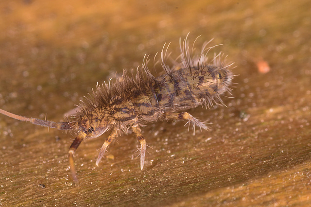 IMG 5505Springtail