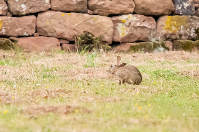 Rabbit