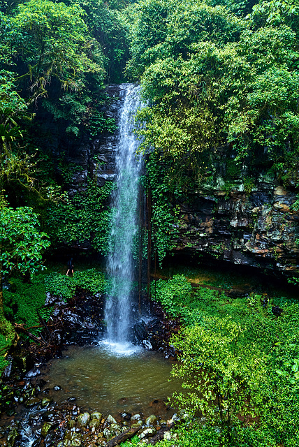 Dorrigo Rainforrest ** 27