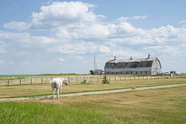 a horse, a dog, a barn