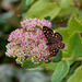 Speckled Wood Butterfly on Sedum flower