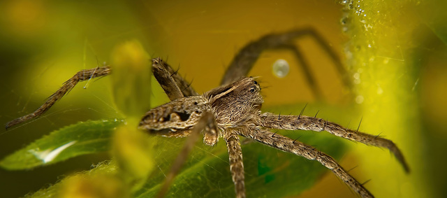 Die Listspinne (Pisaura mirabilis) ist bei mir vorbei gehuscht :)) The creeping spider (Pisaura mirabilis) scurried past me :)) L'araignée rusée (Pisaura mirabilis) s'est précipitée devant moi :))