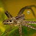 Die Listspinne (Pisaura mirabilis) ist bei mir vorbei gehuscht :)) The creeping spider (Pisaura mirabilis) scurried past me :)) L'araignée rusée (Pisaura mirabilis) s'est précipitée devant moi :))