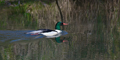 Common Merganser