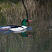 Common Merganser