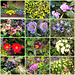 26.03.2025 - Blumenpracht