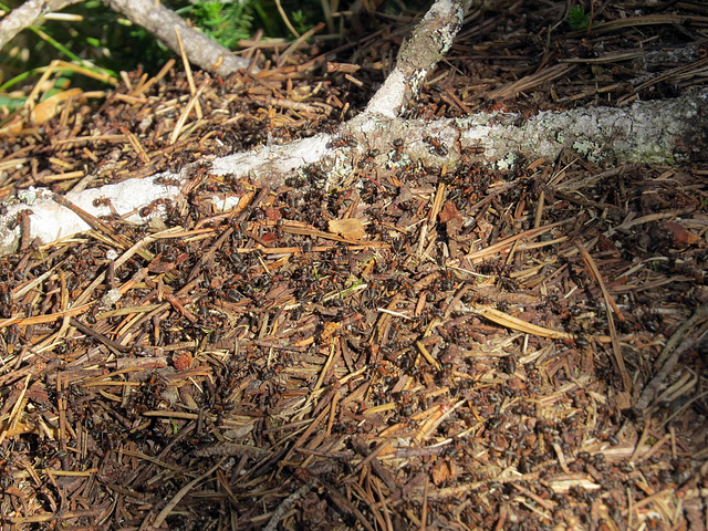 Fourmis
