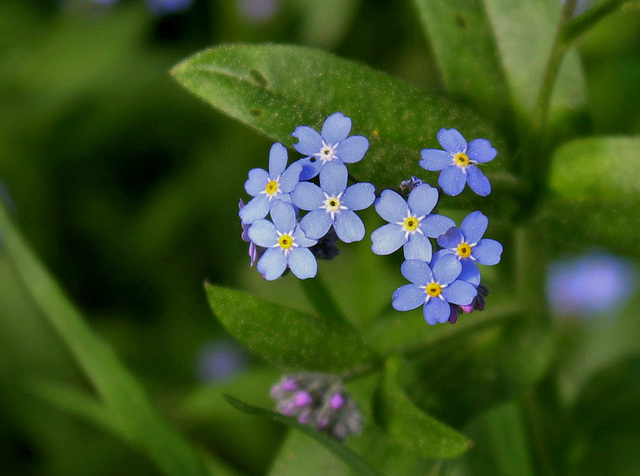 myosotis