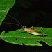 Cricket IMG_7144