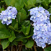 Azores, Island of San Miguel, Flowers of Hortensia