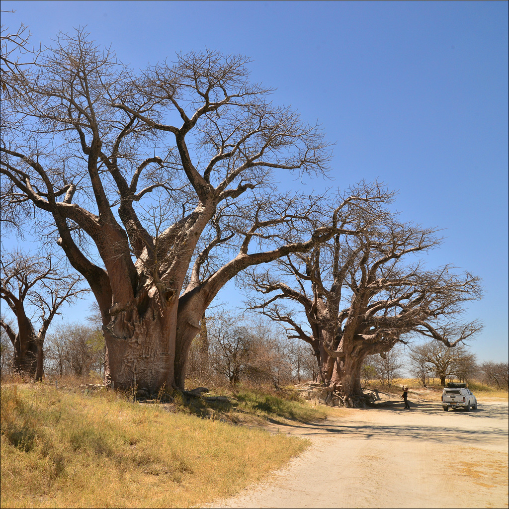 Baines Baobabs.