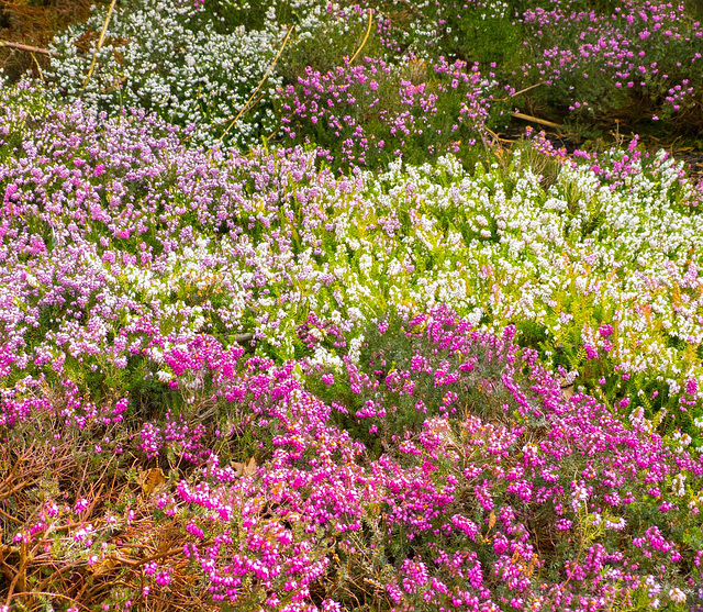 Chester zoo gardens in bloom