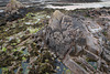 La Rocque At Low Tide