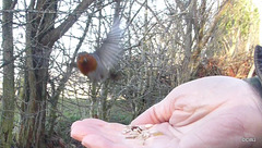 The gazebo robin mid flight!