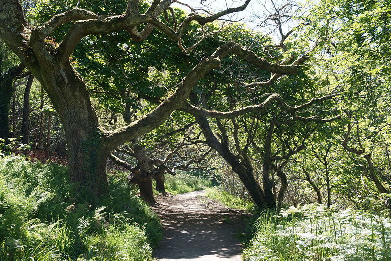 Tunnel Of Trees
