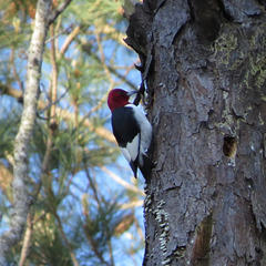 Red-headed woodpecker